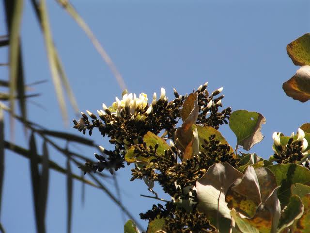 White Palash (Butea Monosperma) Layered Live Plant