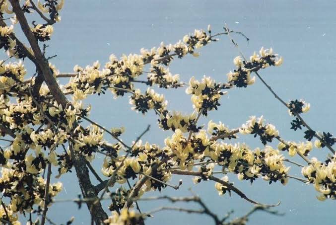 White Palash (Butea Monosperma) Layered Live Plant