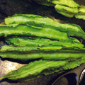 Organic Winged Beans Seeds - Open Pollinated