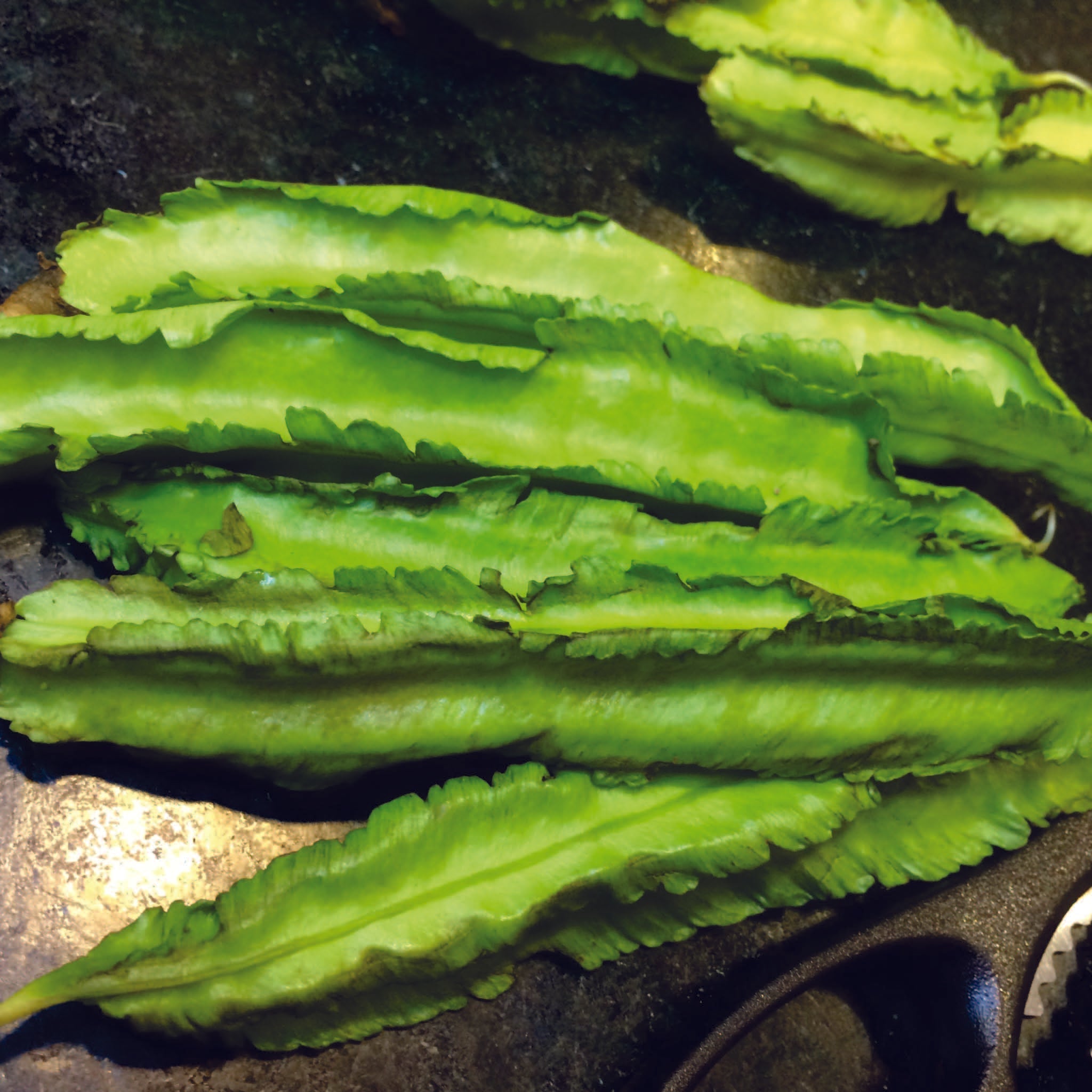 Organic Winged Beans Seeds - Open Pollinated