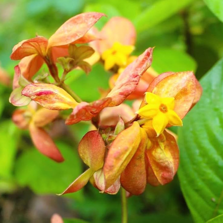 Mussaenda orange All Time Flowering Live Plant